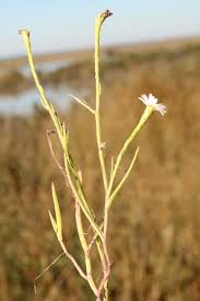 Attēlu rezultāti vaicājumam “Atrichum flavisetum sporophyte”
