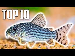 Image result for fish corydoras