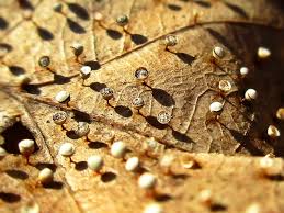 Attēlu rezultāti vaicājumam “Craterium minutum macro”