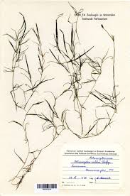 Attēlu rezultāti vaicājumam “Potamogeton rutilus”