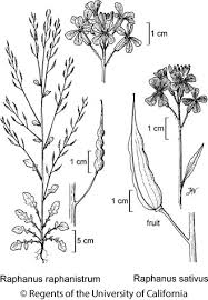 Attēlu rezultāti vaicājumam “Raphanus sativus flower”