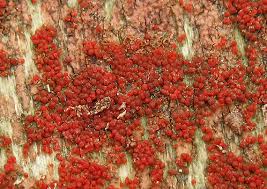 Attēlu rezultāti vaicājumam “Neonectria fuckeliana”