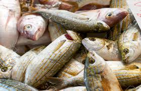 Image result for Sarpa salpa