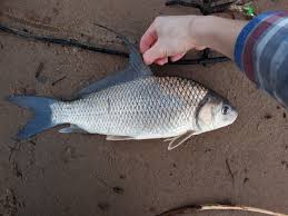 Image result for Carpiodes cyprinus