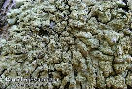 Attēlu rezultāti vaicājumam “Parmeliopsis ambigua”