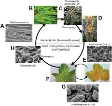 Attēlu rezultāti vaicājumam “Collaria rubens spores”