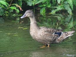 Attēlu rezultāti vaicājumam “Anas platyrhynchos juvenile”