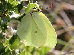 Attēlu rezultāti vaicājumam “Gonepteryx rhamni upperside”