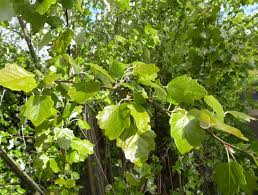 Attēlu rezultāti vaicājumam “Populus x canescens”