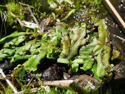 Attēlu rezultāti vaicājumam “Conocephalum salebrosum”