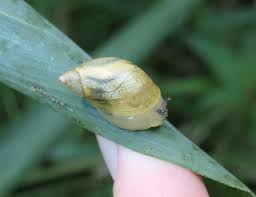 Attēlu rezultāti vaicājumam “Succinea”