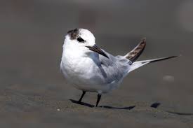Attēlu rezultāti vaicājumam “Sternula albifrons”