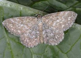 Attēlu rezultāti vaicājumam “Scopula immorata”