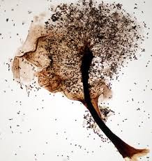 Attēlu rezultāti vaicājumam “Lamproderma pseudomaculatum”