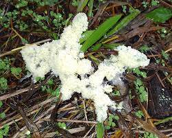 Attēlu rezultāti vaicājumam “Didymium spongiosum spores”