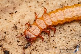 Attēlu rezultāti vaicājumam “Cucujus cinnaberinus larva”