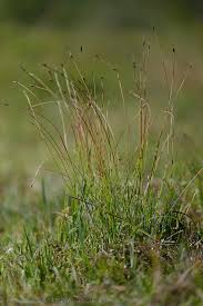 Attēlu rezultāti vaicājumam “Schoenus ferrugineus bud”