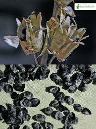 Attēlu rezultāti vaicājumam “Linaria vulgaris fruit”