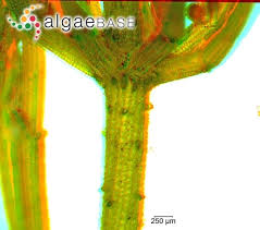 Attēlu rezultāti vaicājumam “Chara contraria”