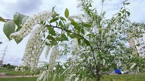 Attēlu rezultāti vaicājumam “Padus avium flower”