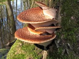 Attēlu rezultāti vaicājumam “Polyporus squamosus”