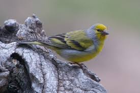 Image result for Carduelis citrinella