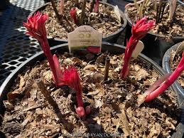 Attēlu rezultāti vaicājumam “Paeonia lactiflora flower”