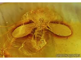 Attēlu rezultāti vaicājumam “Psychodidae”