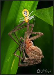 Image result for crab spider