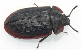 Attēlu rezultāti vaicājumam “Peltis grossa”