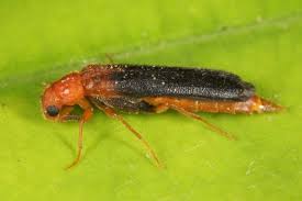 Attēlu rezultāti vaicājumam “Lymexylidae”