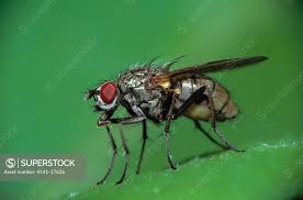 Attēlu rezultāti vaicājumam “Muscidae”