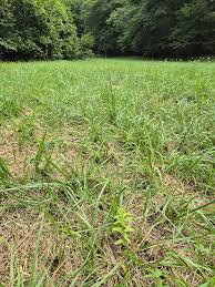 Attēlu rezultāti vaicājumam “Salix repens subsp. rosmarinifolia”