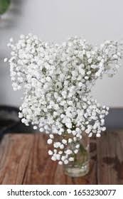 Attēlu rezultāti vaicājumam “Gypsophila paniculata bud”
