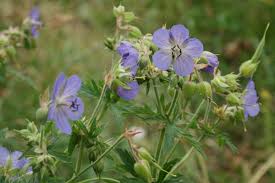 Attēlu rezultāti vaicājumam “Geranium pratense bud”