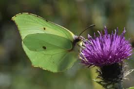 Attēlu rezultāti vaicājumam “Thecla betulae male”