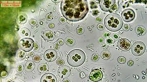 Attēlu rezultāti vaicājumam “Gloeocapsa rupestris”