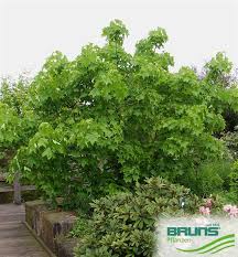 Attēlu rezultāti vaicājumam “Kalopanax septemlobus”