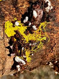 Attēlu rezultāti vaicājumam “Cribraria cancellata var. fusca”