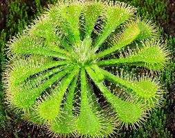 Image result for Drosera