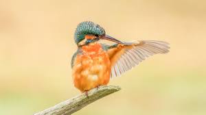 Image result for Kingfishers Netball Club