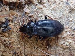 Attēlu rezultāti vaicājumam “Nebria brevicollis”