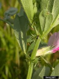 Attēlu rezultāti vaicājumam “Vicia sativa”