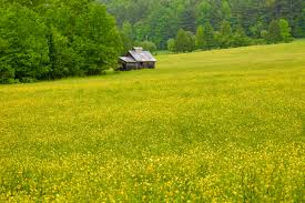 Image result for Cloth Of Gold Field Archery Club