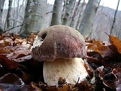 Attēlu rezultāti vaicājumam “Boletus pinophilus”