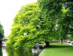 Attēlu rezultāti vaicājumam “Ulmus glabra fruit”