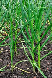 Attēlu rezultāti vaicājumam “Allium sativum”