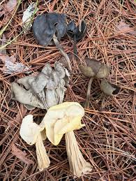 Attēlu rezultāti vaicājumam “Helvella macropus”