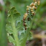 Attēlu rezultāti vaicājumam “Botrychium matricariifolium”