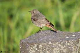 Attēlu rezultāti vaicājumam “Phoenicurus ochruros female”